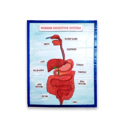 Human Digestive System Project 2D (New Tech Experiments)